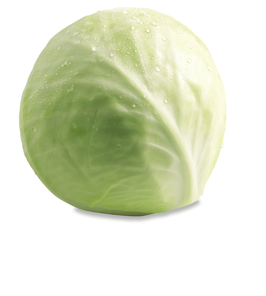 Hvidkål